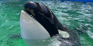 Tokitae, l’orque qui détient le triste record de captivité est morte avant d’avoir pu rejoindre le Pacifique