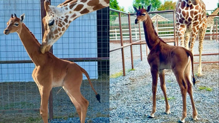 Vidéo – Événement rarissime : naissance d’une girafe sans tâche dans un zoo américain