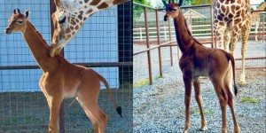 Vidéo – Événement rarissime : naissance d’une girafe sans tâche dans un zoo américain