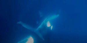 Vidéo : Voici le spectacle effroyable d’une orque dévorant le foie d’un requin-baleine en quelques secondes