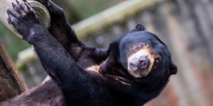 Vidéo – Le zoo chinois l’affirme : son ours n’est pas un humain en costume