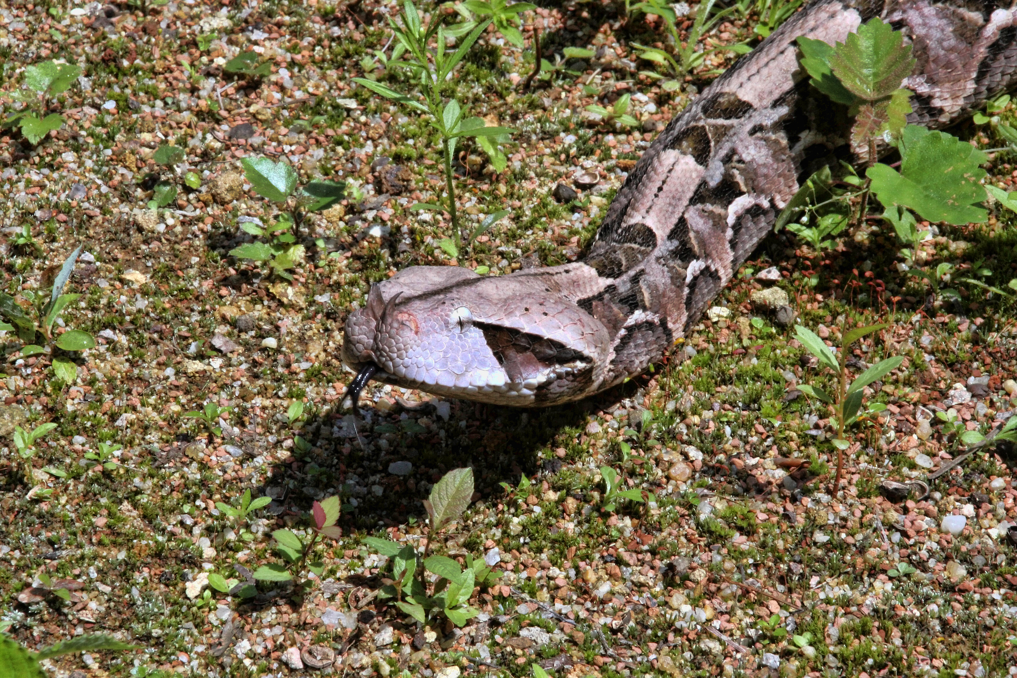La vipère du Gabon possède les crochets les plus longs de tous les serpents venimeux de la planète