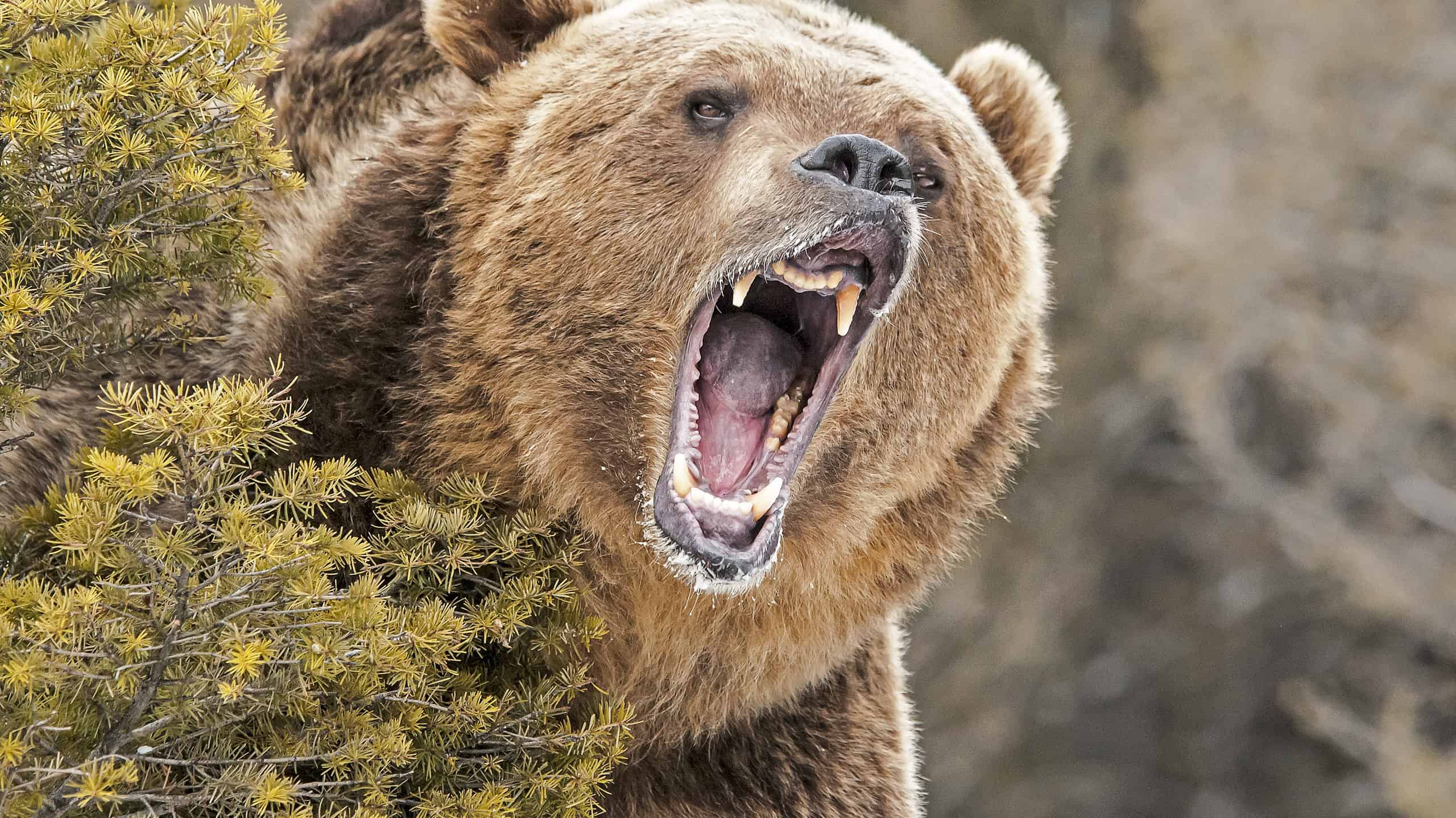 Une confrontation rare entre un grizzly et un ours noir filmée au Canada