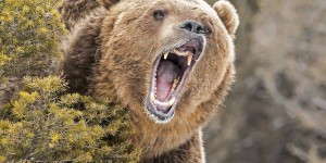 Une confrontation rare entre un grizzly et un ours noir filmée au Canada
