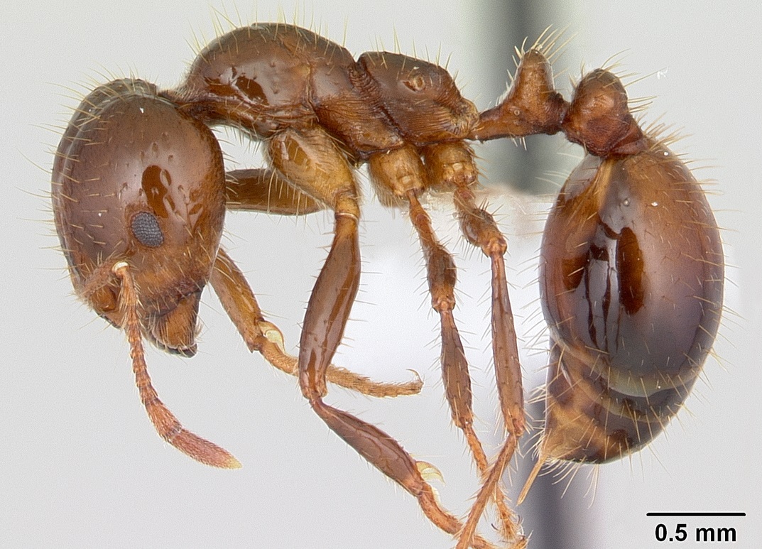 La fourmi de feu invasive est arrivée en Europe : pourquoi est-elle tant redoutée pour l’environnement ?