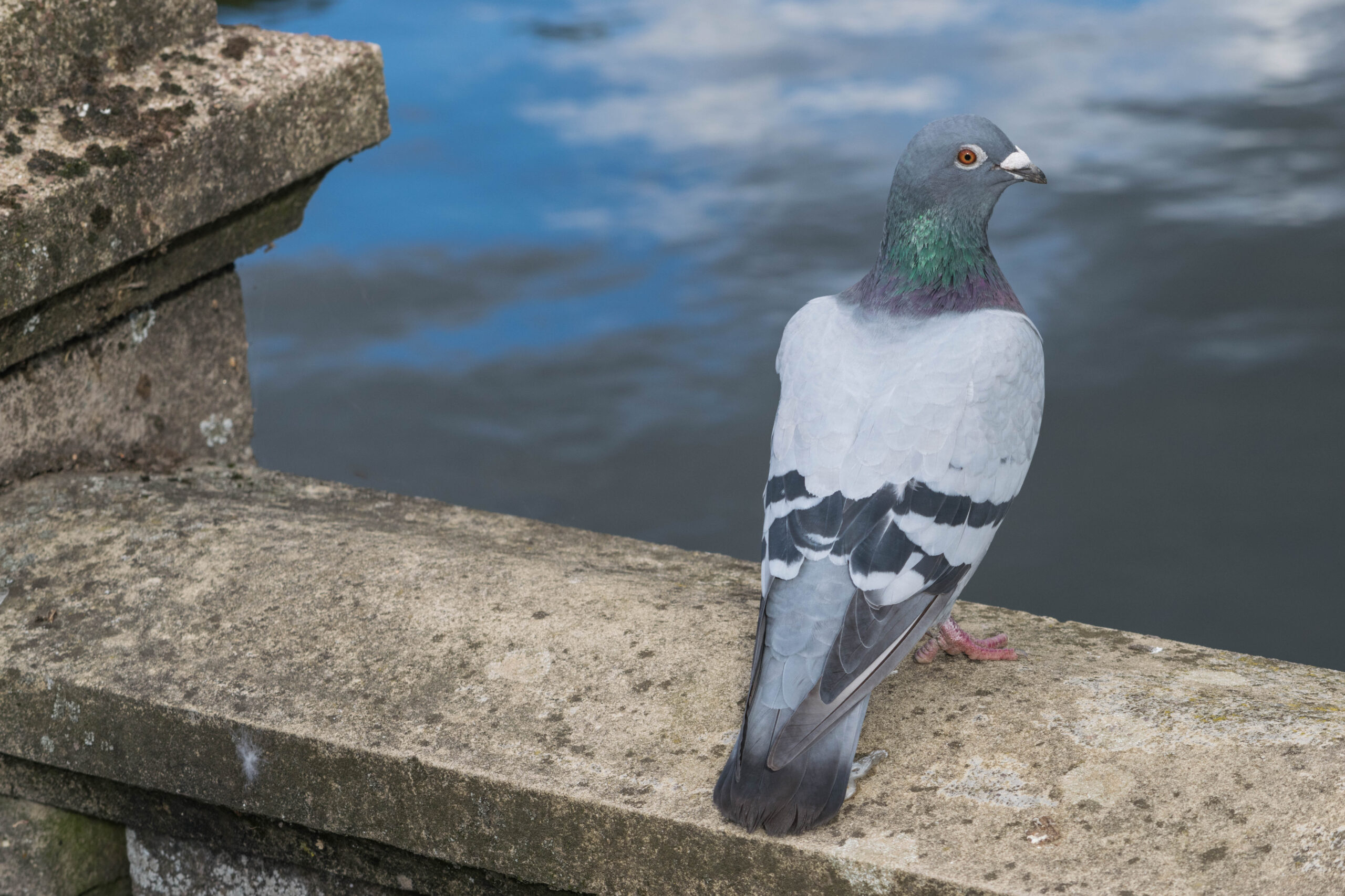 La génétique à l’origine de la variété de becs des pigeons domestiques