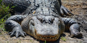 Un gigantesque alligator de 90 ans capturé en Floride pesait plus de 400 kg