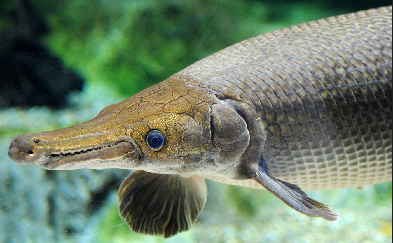 Un gigantesque poisson de 128 kilos a été capturé et relâché pendant une excursion de pêche au Texas