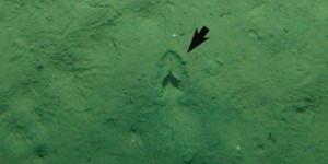 L’origine des mystérieuses empreintes laissées dans les fonds marins enfin dévoilée par une équipe de scientifiques