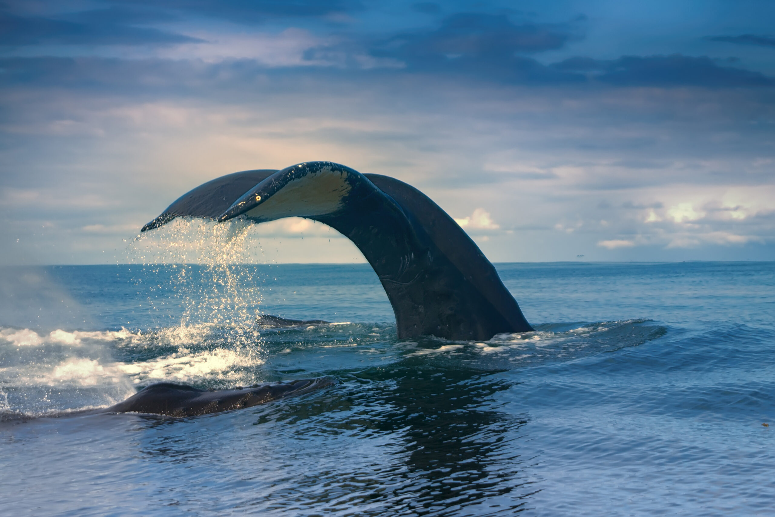 Au Moyen Âge, l’Homme a provoqué l’extinction de deux espèces de baleines à l’Est de l’océan Atlantique Nord