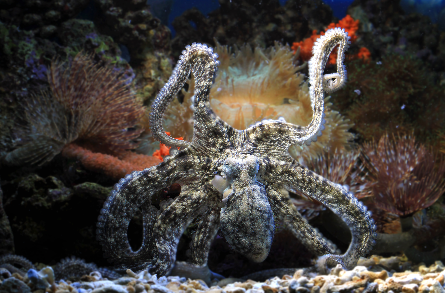 Un nouveau calamar spécialiste du camouflage