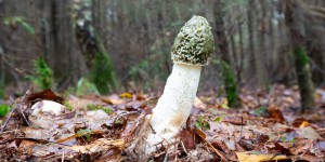 Vidéo : voici le Phallus impudicus, champignon gluant en forme de pénis