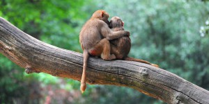 Pourquoi le comportement homosexuel est-il si courant chez les mammifères ?