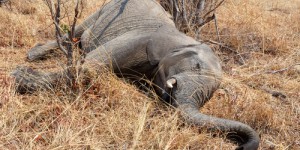 On connaît enfin le coupable derrière la mort de près de 400 éléphants, et cela ne rassure pas les scientifiques