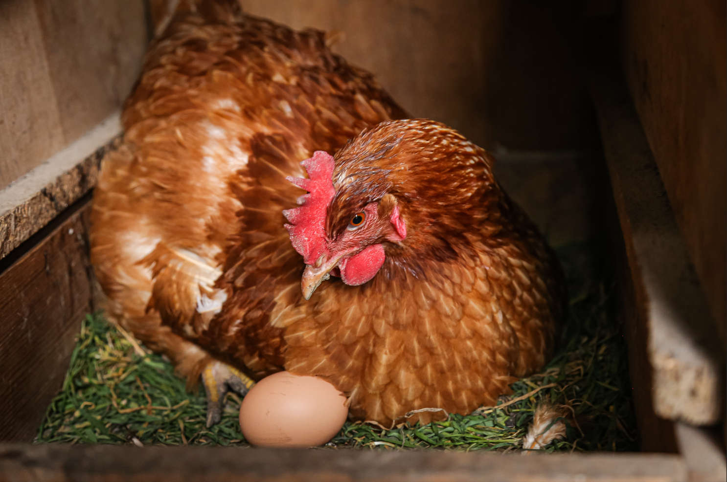 Qui de l’œuf ou de la poule est le plus ancien ?