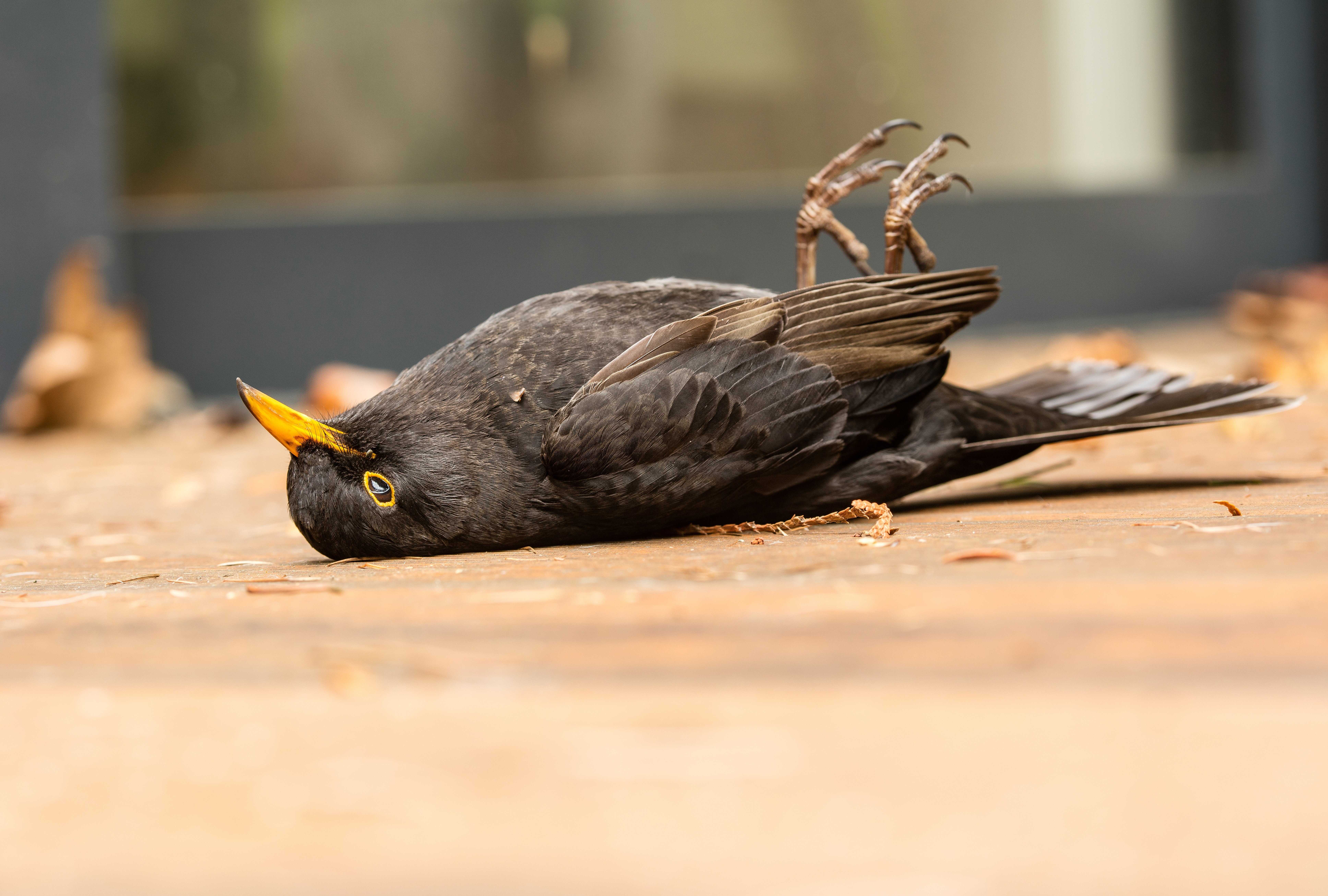 Près de 1 000 oiseaux meurent en fonçant dans un immeuble emblématique de Chicago