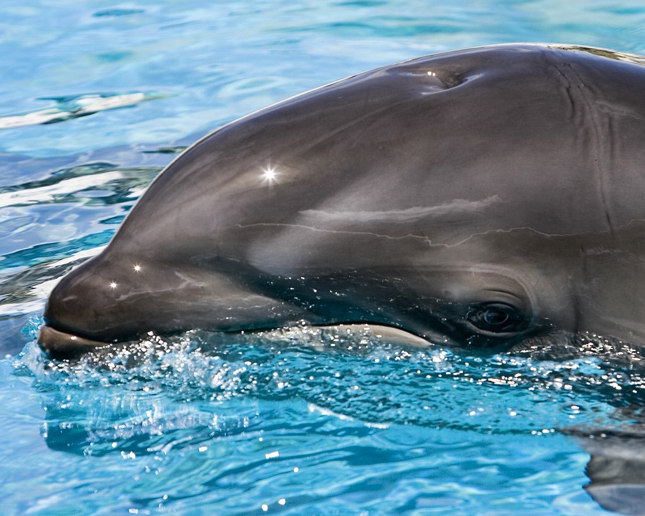 Voici le wholphin : le croisement rare entre une orque et un dauphin