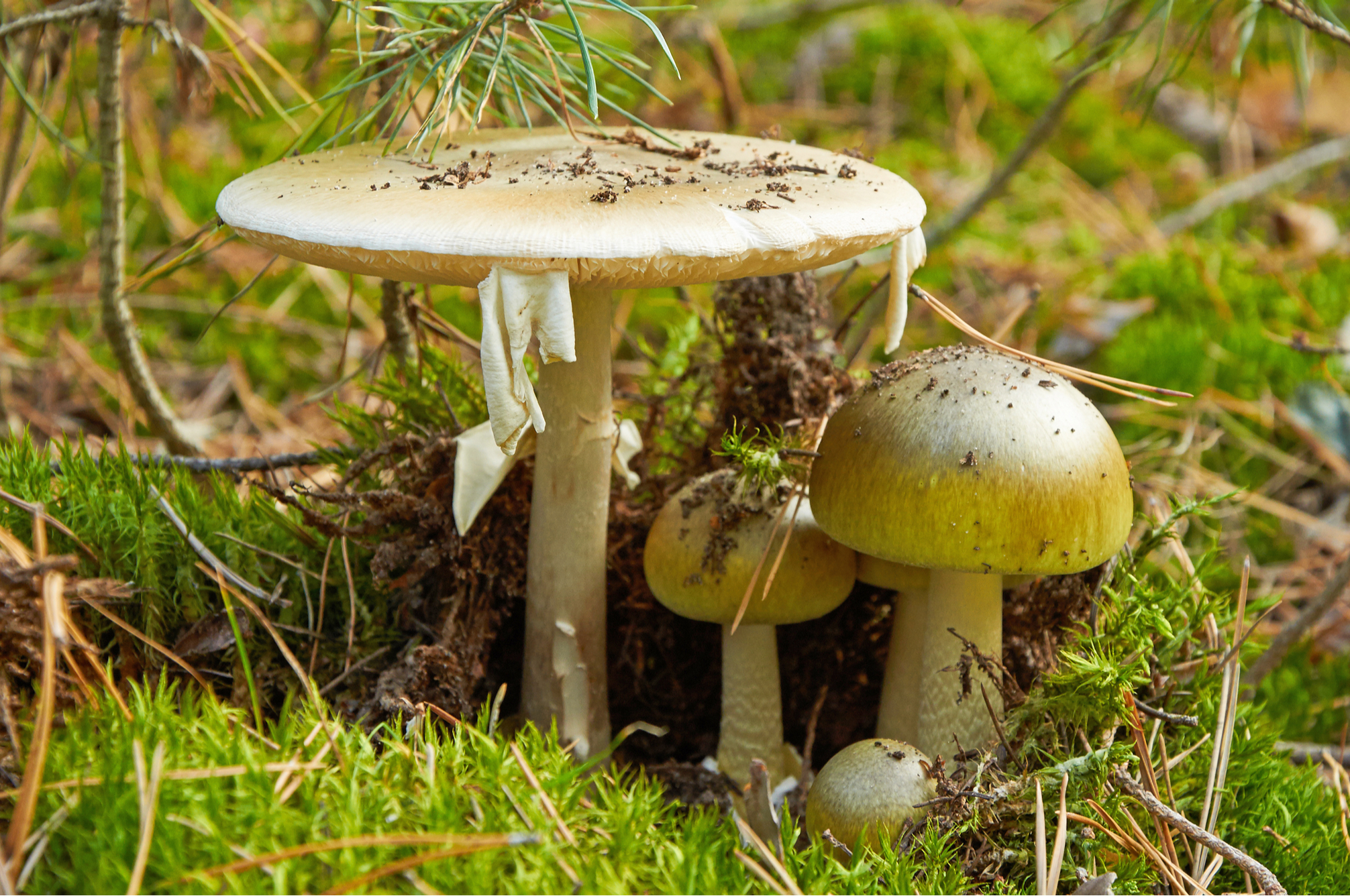 Pourquoi certains champignons sont-ils toxiques ?