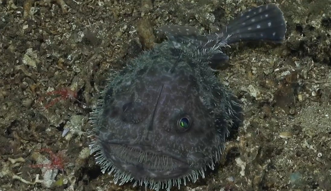 Le diable de mer : quelle est cette créature marine, récemment filmée à plus de 350 mètres de profondeur ?