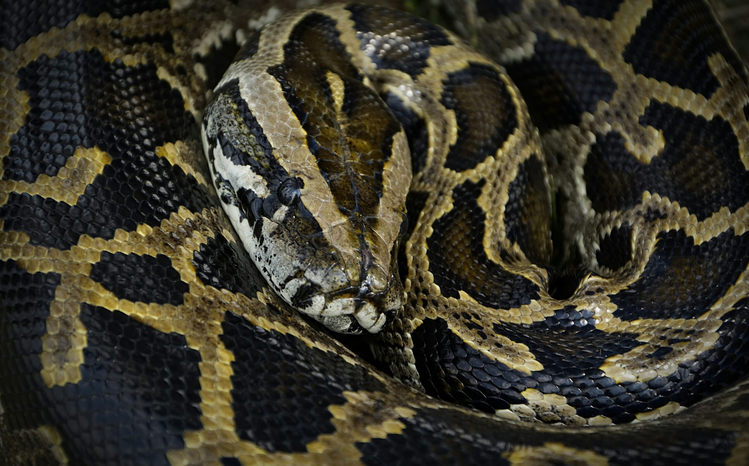 Un énorme python birman de 90 kg capturé en Floride par cinq hommes