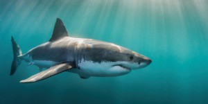 Les grands requins blancs plongent bien plus profondément que prévu sans que les experts sachent pourquoi