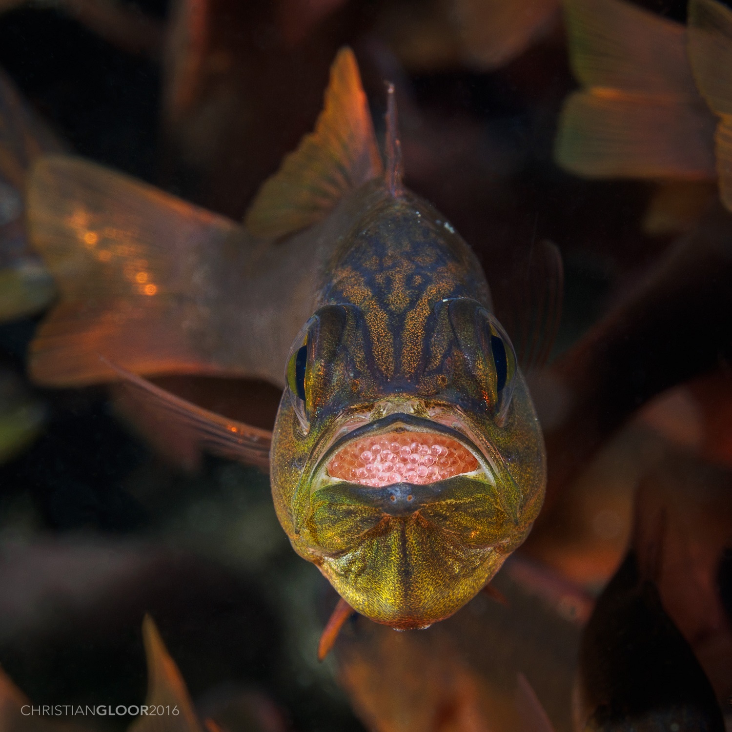 Insolite : ces poissons mâles couvent des œufs dans leur bouche