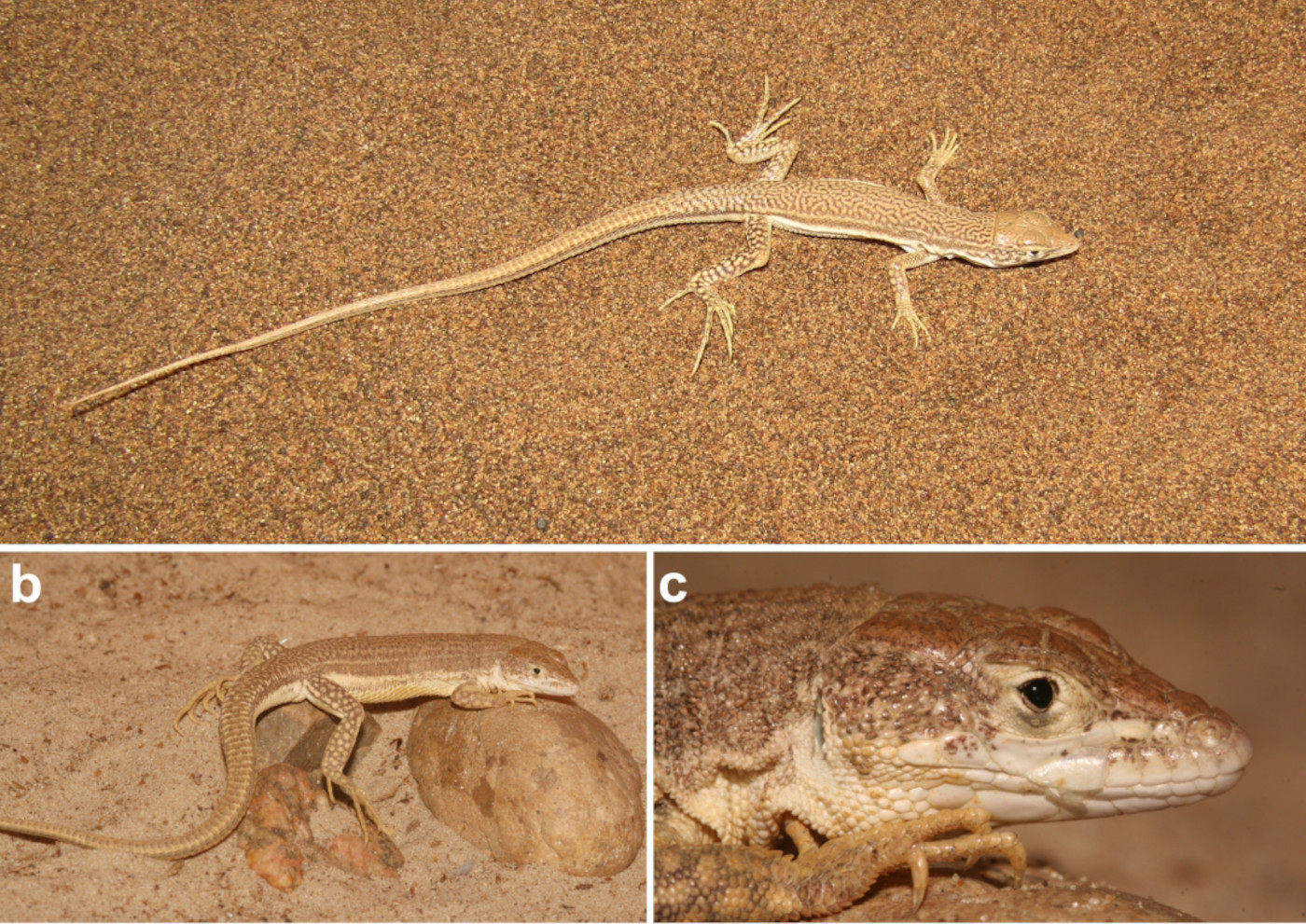 Deux nouvelles espèces de lézards découvertes dans les dunes de sable de l’Iran