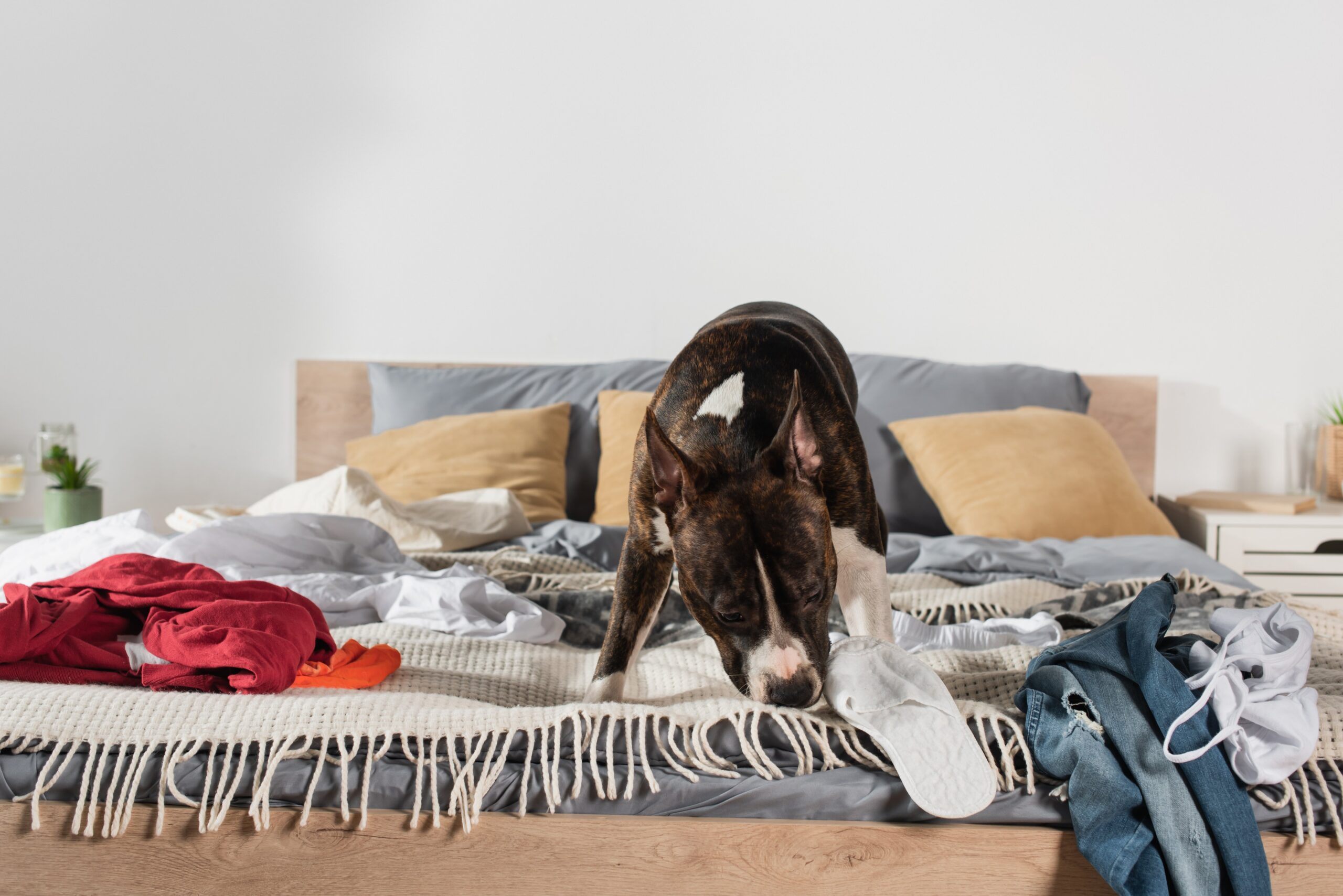 Punaises de lit : des chiens formés pour détecter l’insecte et ses oeufs
