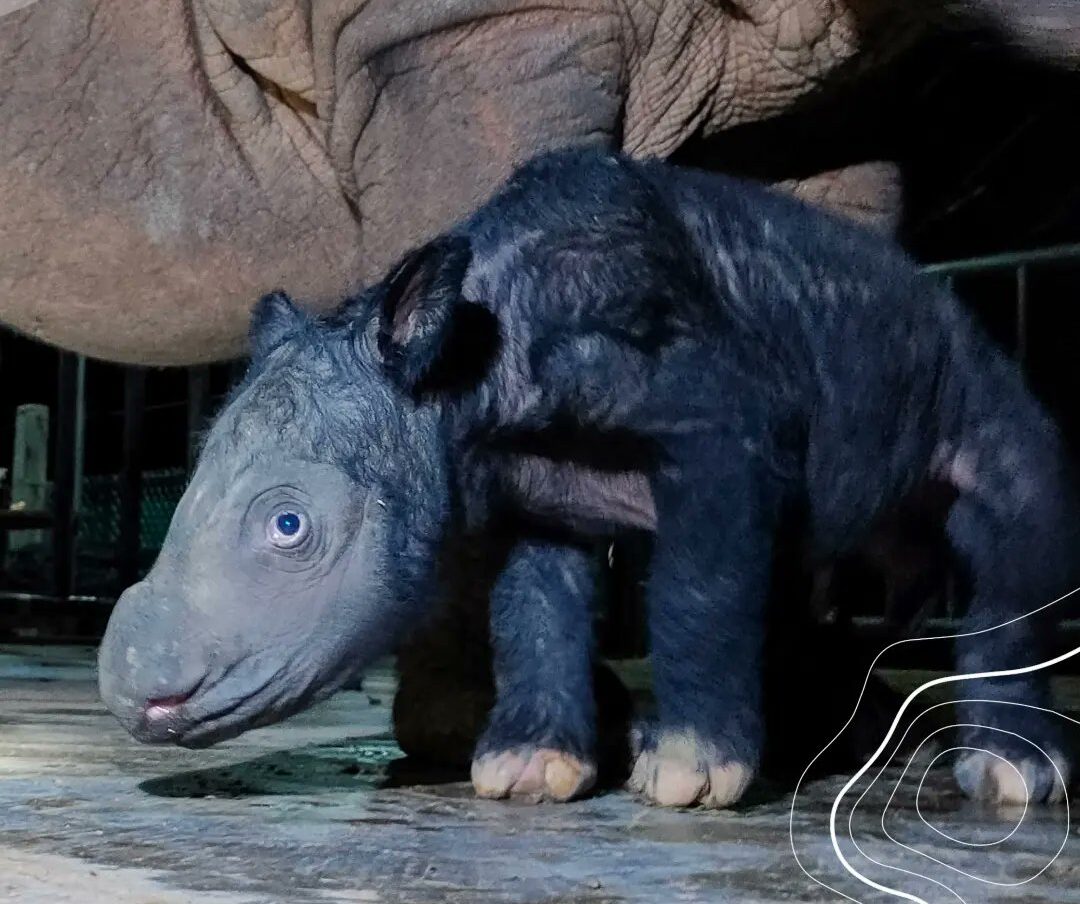 Rhinocéros de Sumatra : naissance rare en Indonésie de cette espèce menacée d’extinction