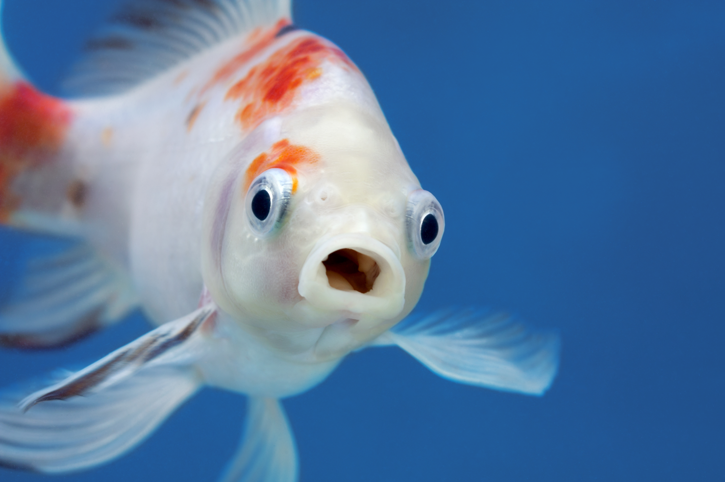 Vidéo – Les poissons sont-ils capables de parler ?