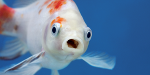 Vidéo – Les poissons sont-ils capables de parler ?