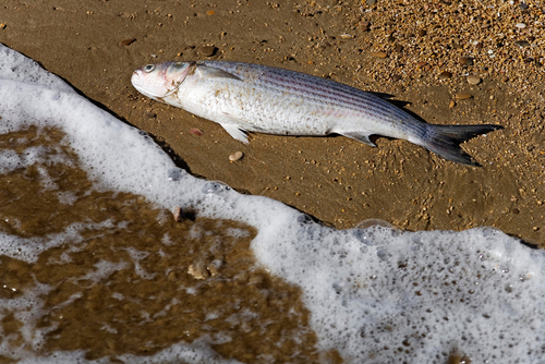 Apparition mystérieuse de 1000 tonnes de poissons morts au Japon