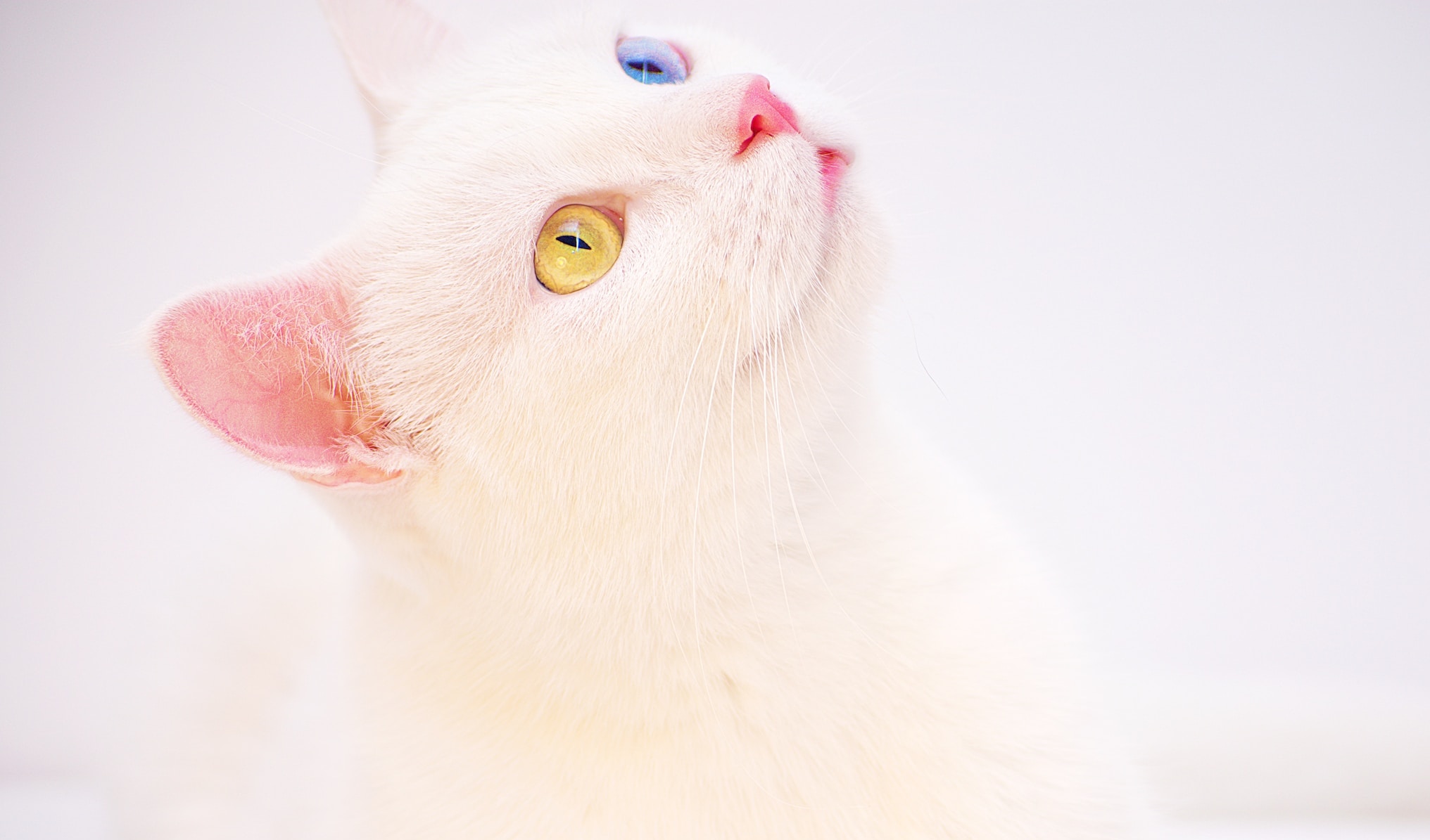 Les plus beaux yeux de chat proviennent d’une mutation aléatoire de leur ancêtre