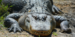 Faux jumeaux : alligator vs crocodile