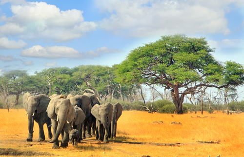 Le manque d’eau provoque la mort de 100 éléphants au Zimbabwe