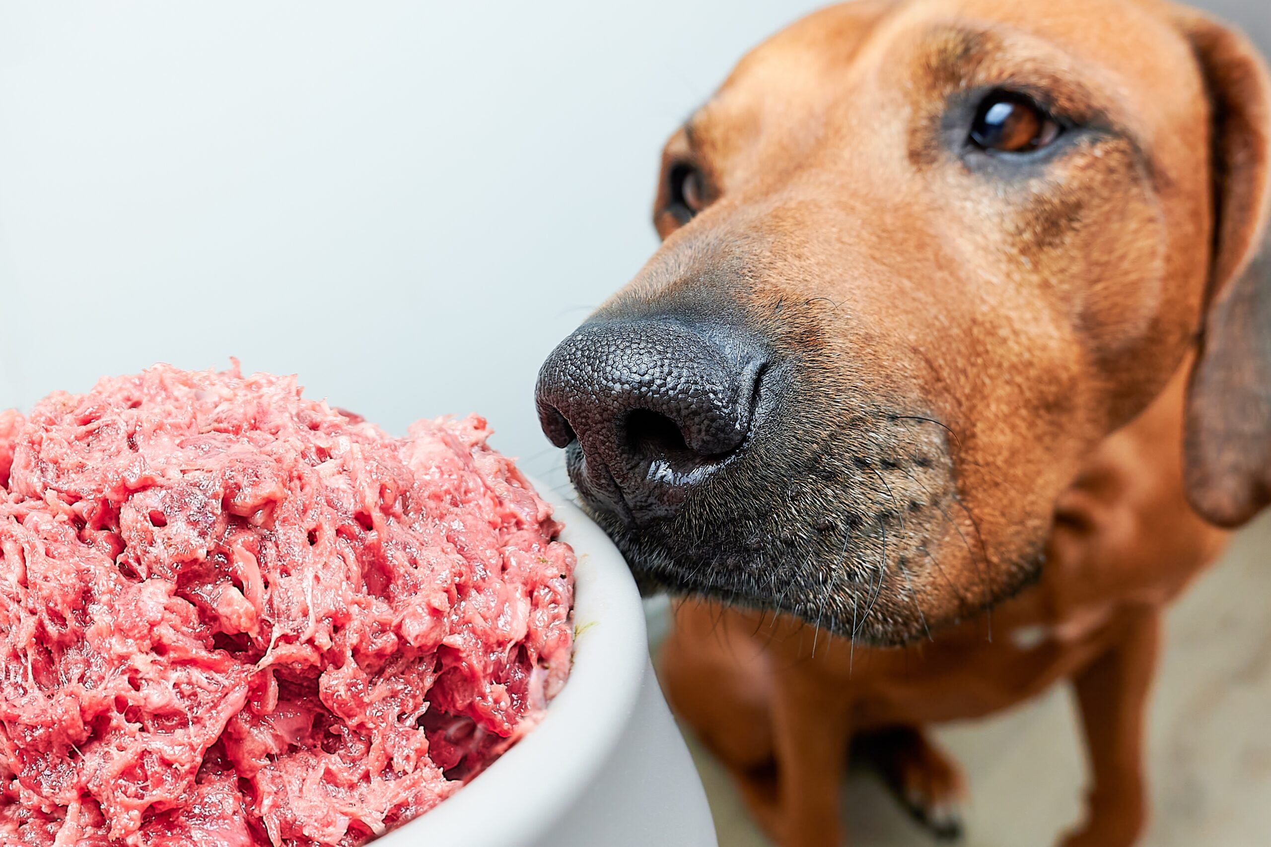 Nourrir son chien avec de la viande crue pourrait propager des souches résistantes de bactéries dangereuses