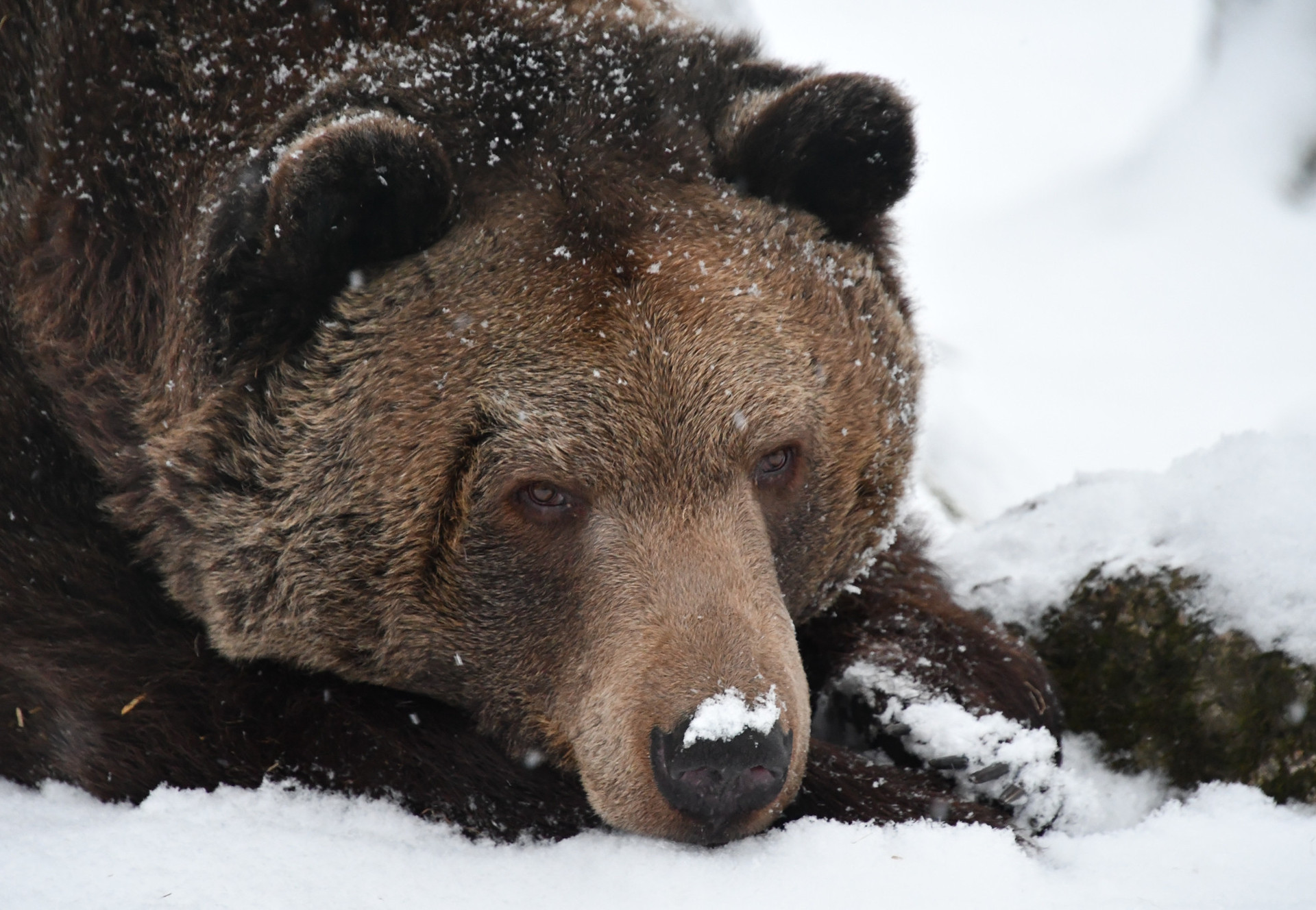 Réchauffement climatique : des ours à moitié endormis errent dans les forêts de Sibérie
