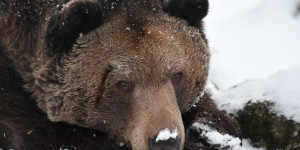Réchauffement climatique : des ours à moitié endormis errent dans les forêts de Sibérie