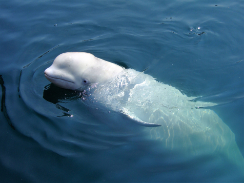 Pourquoi une baleine béluga s’est-elle aventurée dans les eaux écossaises ce mercredi ?