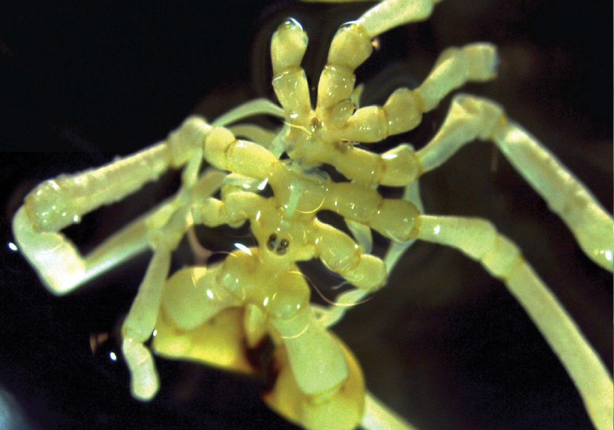 Découverte d’une nouvelle espèce d’araignée de mer avec des pinces en forme de gant de boxe