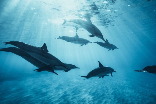 À la découverte de l’univers sensoriel des dauphins et de leurs trois « super-sens »