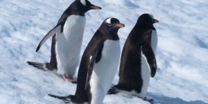 Quelle est la différence entre un pingouin et un manchot ?