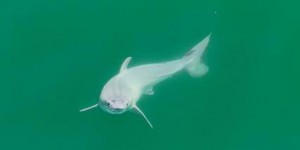 Un grand requin blanc nouveau-né photographié pour la première fois au large de la Californie