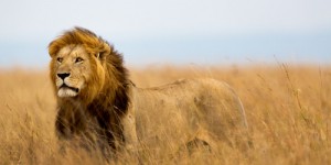 Les lions noirs existent-ils dans la nature ?