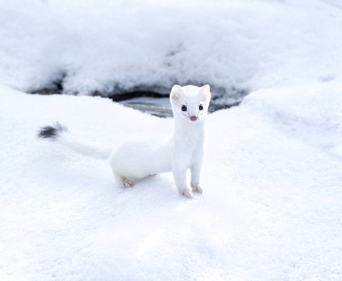 Mode hivernale : voici 8 animaux qui changent de couleur pendant l’hiver