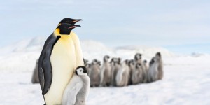 Quatre nouvelles colonies de manchots empereurs découvertes en Antarctique: bonne nouvelle ?