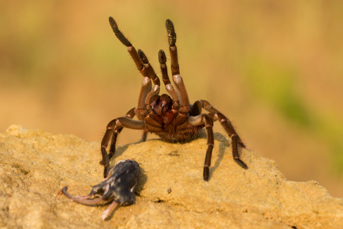Combien pèse l’araignée la plus lourde du monde ?