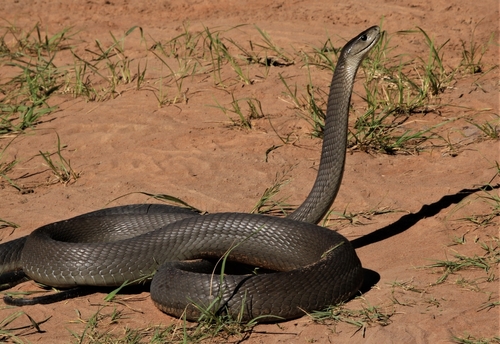Quels sont les 9 serpents les plus dangereux de la planète ?