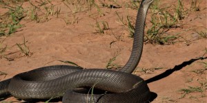 Quels sont les 9 serpents les plus dangereux de la planète ?