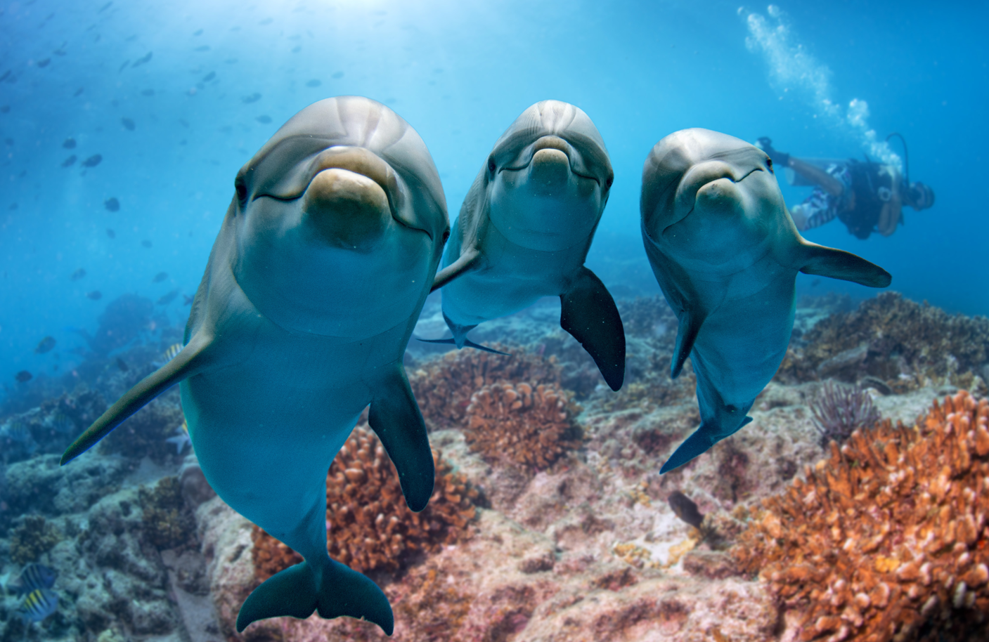 Vidéo – Étrangeté du vivant : les dauphins se reconnaissent grâce à leur urine !